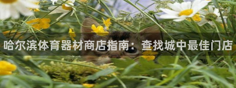 富联申购可以赚多少钱：哈尔滨体育器材商店指南：查找城