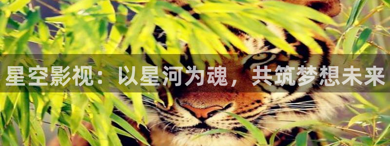 熊猫电视多少钱：星空影视：以星河为魂，共筑梦想未来